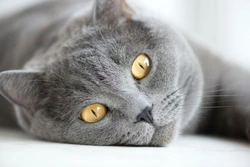 8 Cat Myths Demystified: Truths Every Cat Owner Should Know