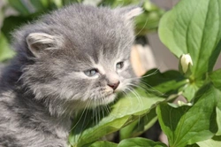 Cats and Poisonous Plants: What Every Owner Should Know