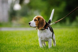 How to walk your dog effectively during Covid-19 restrictions