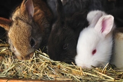 How to Keep Rabbits Warm in Winter & Cool in Summer