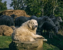 Dove trovare un Pastore Maremmano in regalo o in vendita