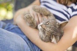 Diez beneficios para la salud de tener un gato: mejora tu bienestar