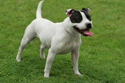 L-2 Hydroxyglutaric Aciduria (L-2HGA) Testing Guide for Dogs