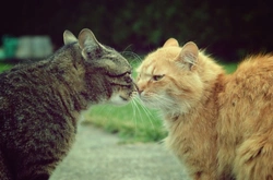 Cuando los gatos del mismo hogar no se llevan: consejos útiles