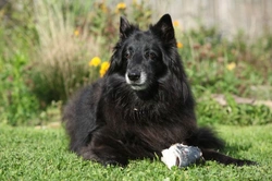 10 Human Foods Your Dog Can Safely Enjoy