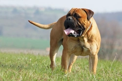 Bullmastiff Eye Issues: Inherited and Common Conditions