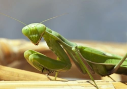 Five Good Exotic Invertebrates for Children