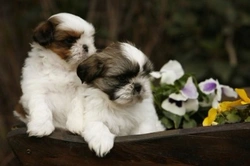 Shih Tzu: una magnifica razza di cane. Carattere e caratteristiche