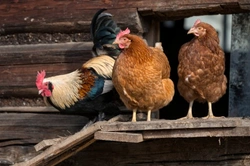 Complete Guide: Essential Chicken Coop Ventilation Tips