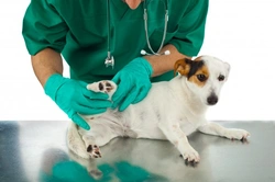 Common Skin Growths, Lumps and Bumps on Dogs Explained