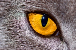 Eye Infections in Cats and Dogs: Causes, Symptoms & Treatment