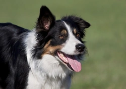 The intelligent Border Collie: Smart, Active, and Loyal
