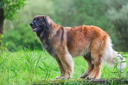 Kennel Club introduces new DNA tests for Leonberger health