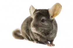 Comprehensive Chinchilla Care Guide: Tips for a Healthy Pet