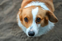 Why Does My Dog Flinch When I Pet Him? 7 Common Reasons