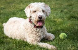 5 facts about the Spanish Water Dog breed you probably didn’t know