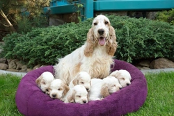 Diaphragmatic Hernias in Cocker Spaniel Puppies: Complete Guide