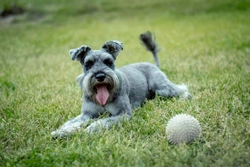 Congenital Hereditary Cataracts (CHC) in Miniature Schnauzers