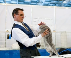 Complete Guide to Showing Your Cat: Tips for Beginners