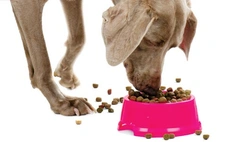 Hoeveel hondenvoer moet ik mijn hond geven?