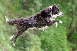 Safe Swimming Tips for Dogs: Enjoy Water Responsibly