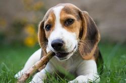 Why Do Dogs Pick Up Sticks? Safe or Not?
