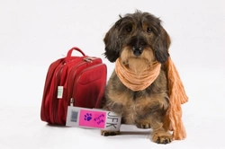 Airline Travel with Your Dog: Essential Tips for Stress-Free Flights