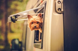 Taking Your Dog on Holiday: Rules for UK Caravan Parks & Campsites