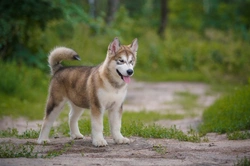10 Key Facts to Know Before Buying an Alaskan Malamute