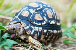 Complete Guide to Turtle and Tortoise Diets in 2025