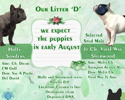 La nostra prossima cucciolata