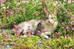 Is It Safe to Give Catnip to Cats with Health Issues?