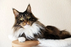 Cat Breed Standards: Understanding Show Criteria & Health