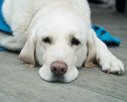 Quanto costa vaccinare un cane? Indicazioni e elenco dei vaccini