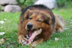 Complete Guide to the BARF Diet for Dogs