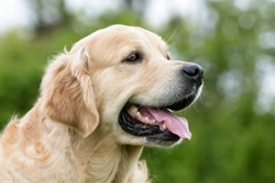 What Does the Dog’s Spleen Do? Key Functions Explained