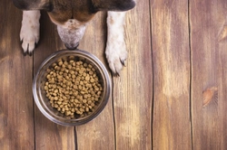 Why Won't My Dog Eat? Top 10 Causes & UK Vet Advice 2025