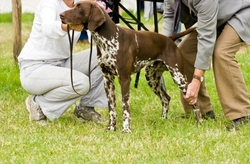 Complete Guide to Teaching Your Dog Show Craft