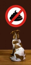 How to Stop Your Dog Eating Poop: Coprophagia Explained