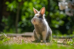 Why Exercise is Crucial for Your Rabbit's Health