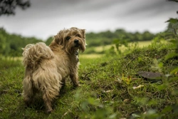 Macrothrombocytopenia (MTC-R) DNA Testing for Norfolk Terriers