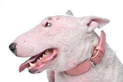 Mange in Dogs: Essential Facts and Treatments