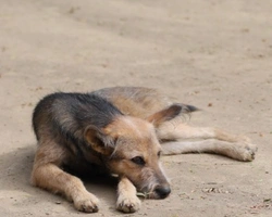 Associazioni animali: Battito Animale