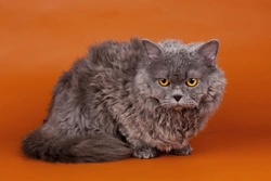 Gato Selkirk Rex: Guía de Pelo Corto, Largo y Variantes
