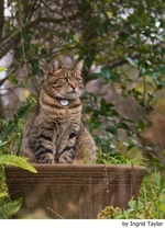 El microchip en perros y gatos