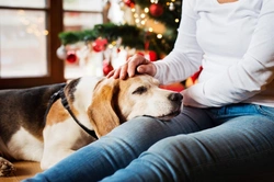 What to do if your dog needs the vet on Christmas Day