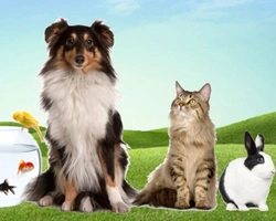 Annunci Animali: Il portale dedicato agli animali