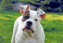 Nemaline Myopathy DNA Testing for American Bulldogs UK 2025