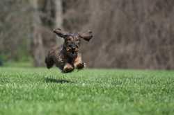 How to Train a Dog to Stop Running Away: Effective Recall Tips
