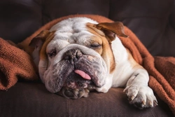 Pyrexia in Dogs: Causes, Symptoms and Care Guide